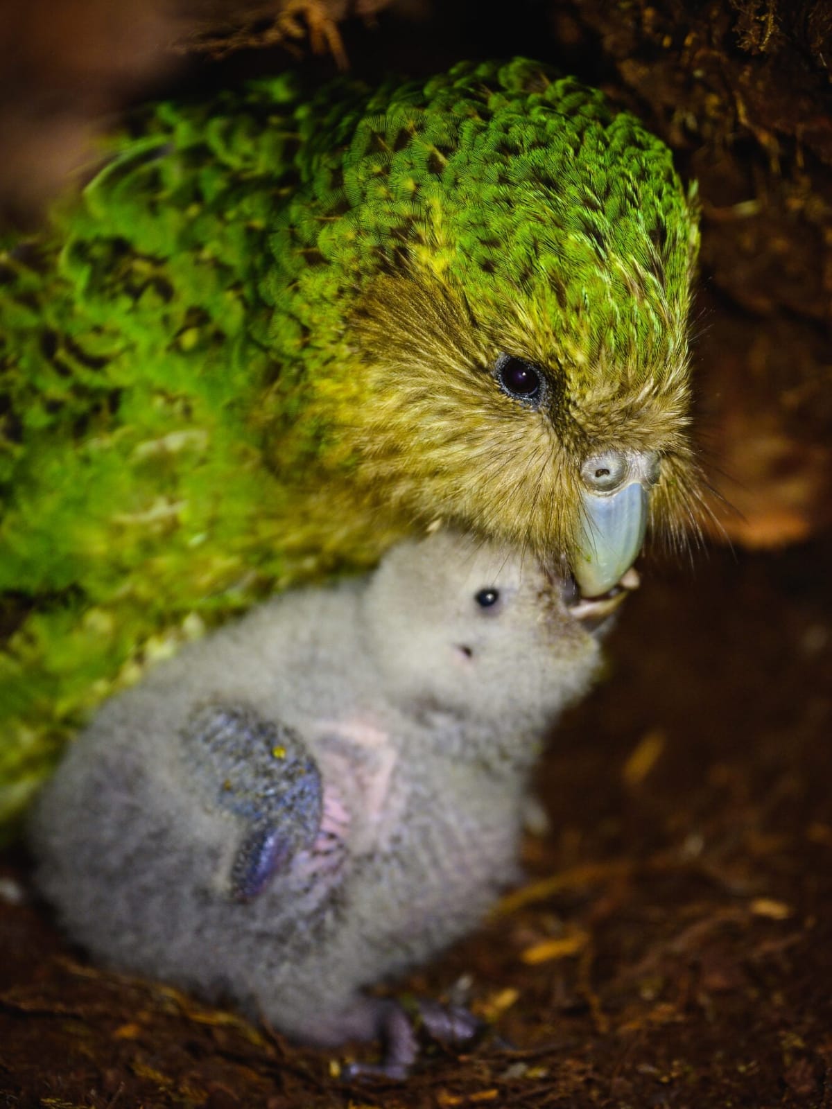 New Zealand's Rarest Parrot Climbs Back From 200 to 236 - Image 4
