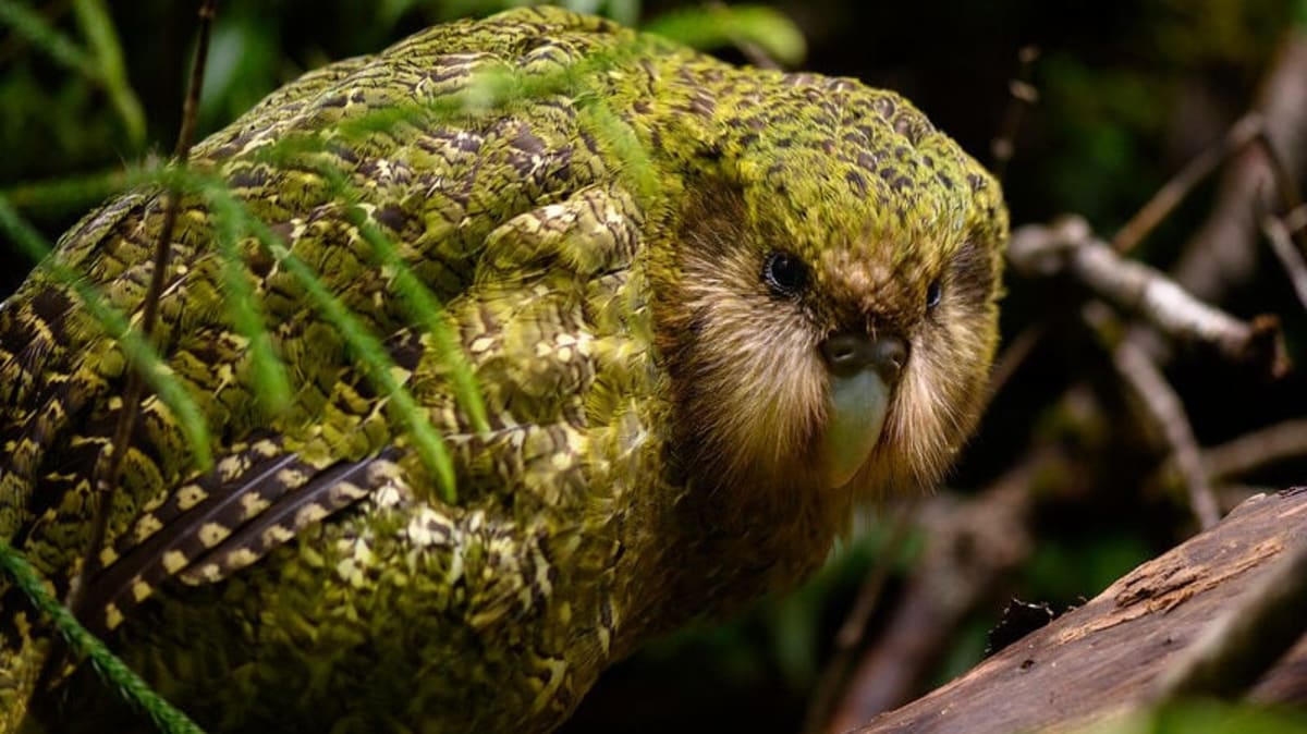 New Zealand's Rarest Parrot Climbs Back From 200 to 236 - Image 3