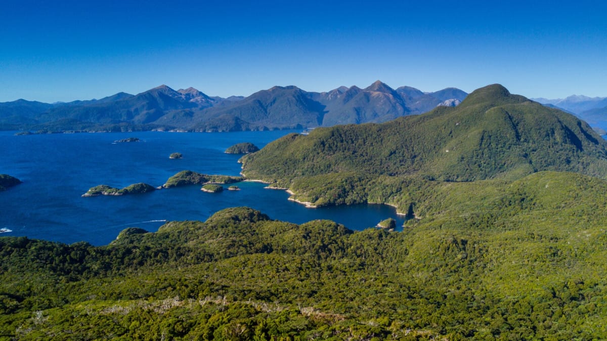 New Zealand's Rarest Parrot Climbs Back From 200 to 236 - Image 5