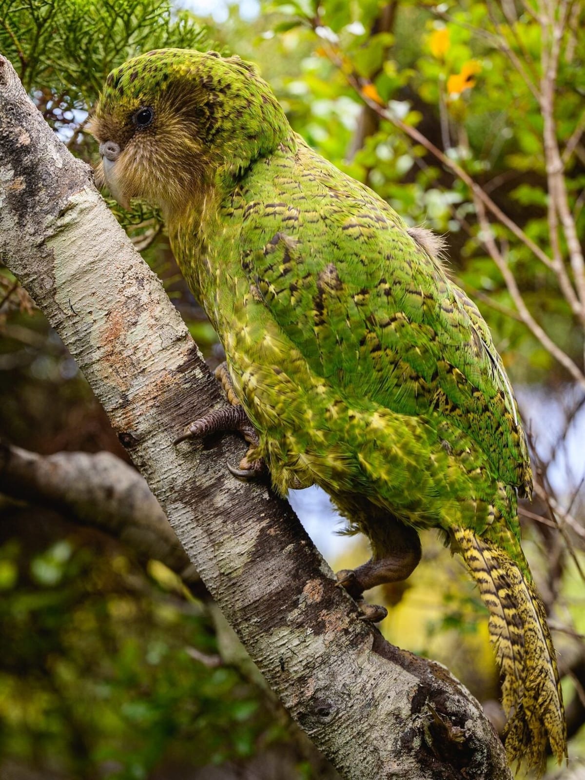 New Zealand's Rarest Parrot Climbs Back From 200 to 236 - Image 2