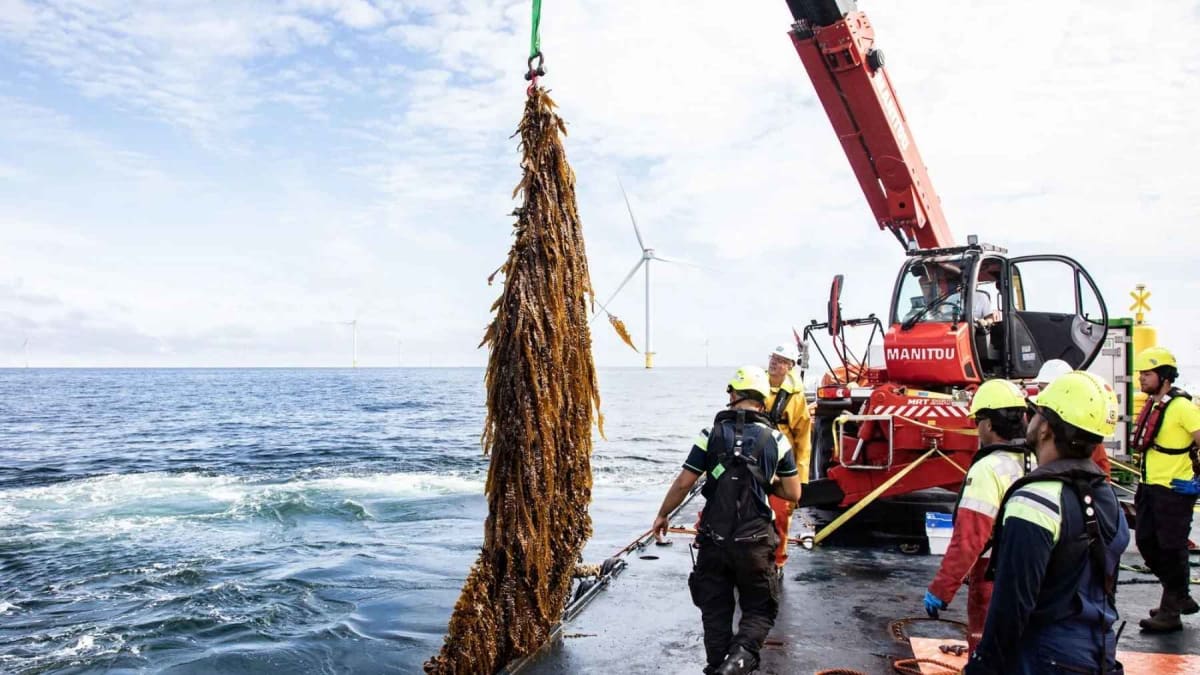 Seaweed cultivation nets floating between massive offshore wind turbines in the North Sea
