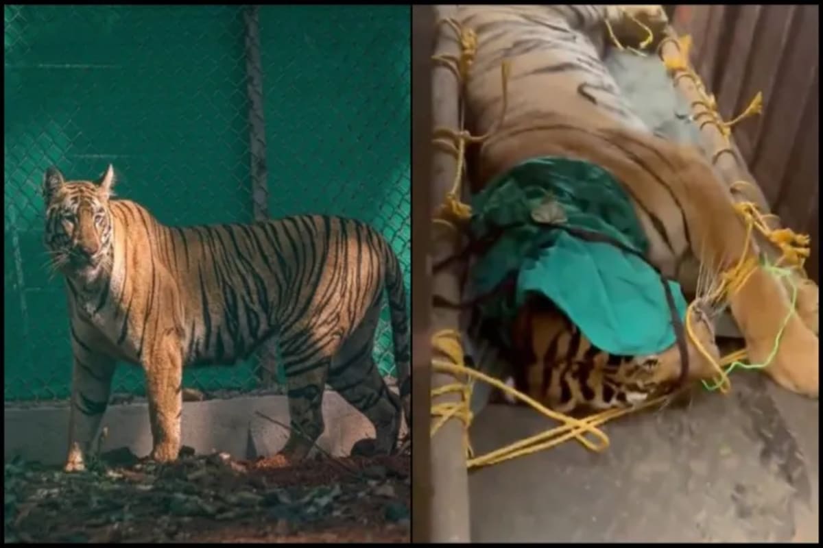 Tigress Zeenat Births 4 Cubs After Epic 300km Journey