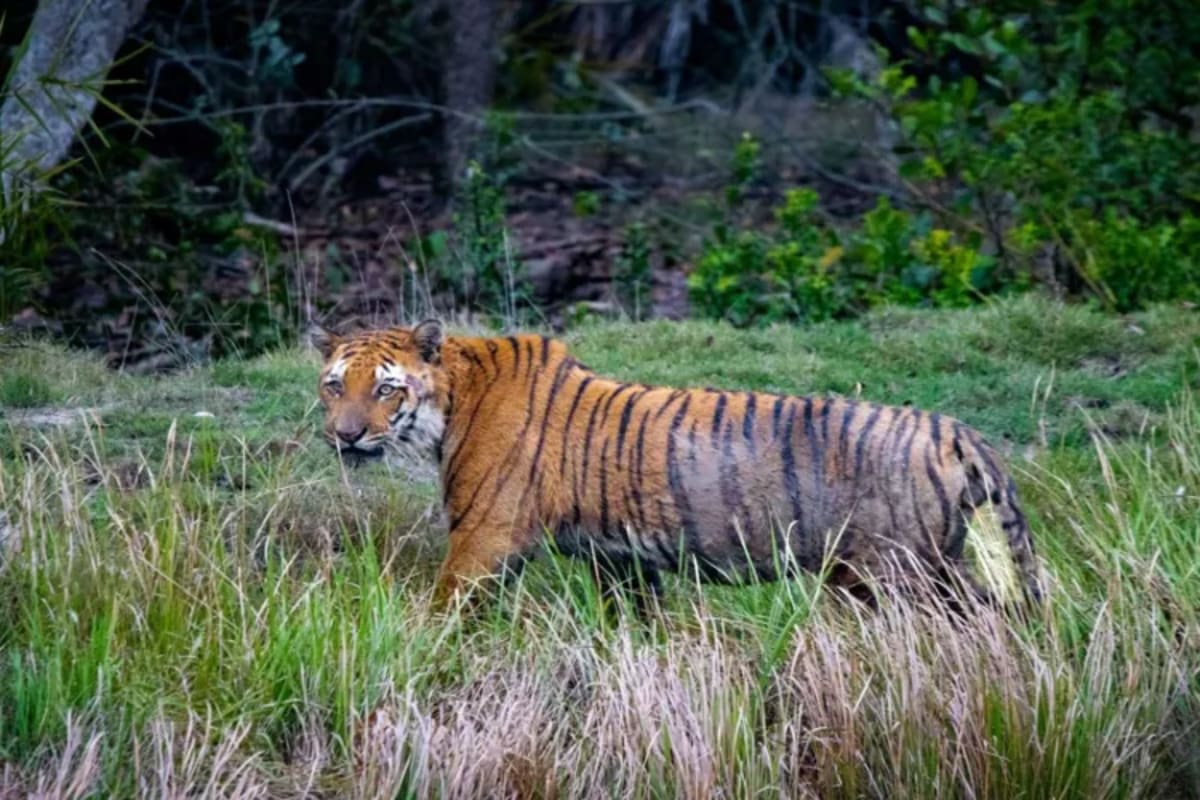Bengal tiger with cubs walking through lush green Indian forest habitat