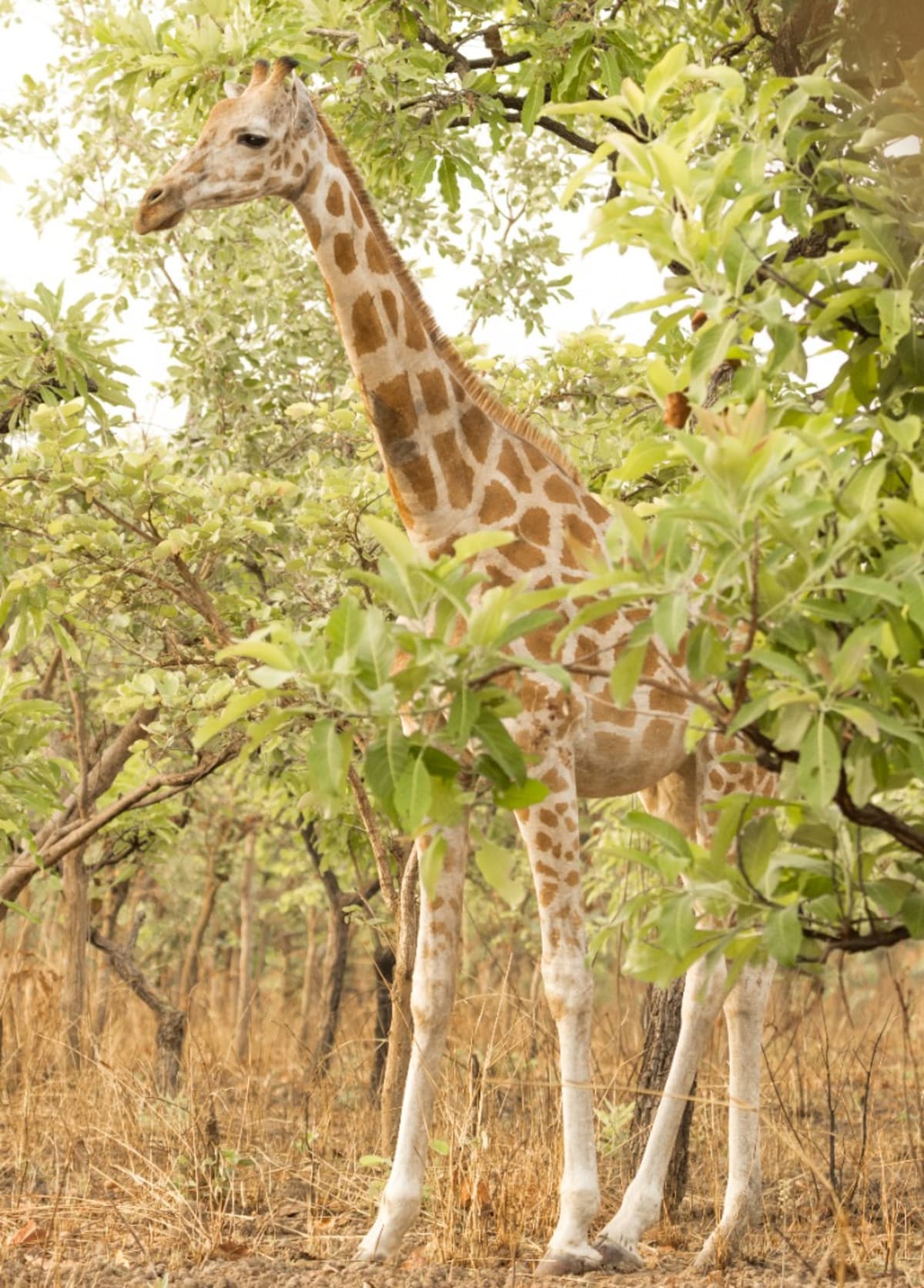Critically Endangered Giraffes Bounce Back in Cameroon - Image 3