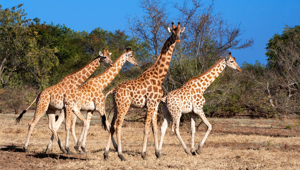 Kordofan giraffe standing tall in Cameroon's Faro National Park savanna landscape
