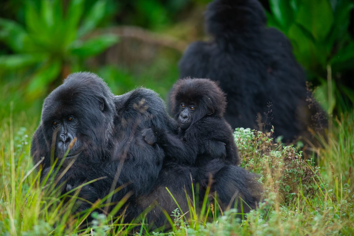 Rwanda's Gorillas Triple to 1,000 Since 1970s
