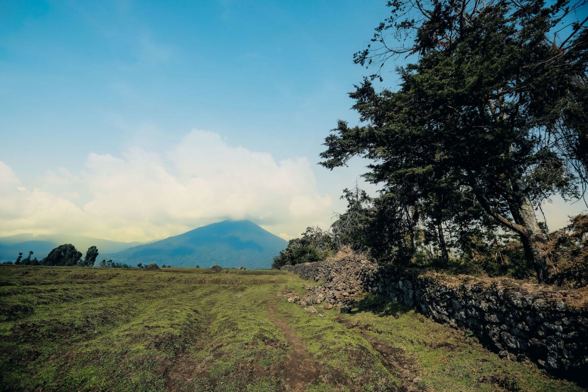 Rwanda's Gorillas Triple to 1,000 Since 1970s - Image 3