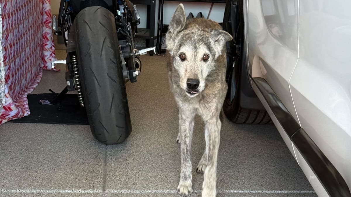Arizona Firefighters Rescue Dog and Kitten in Two Days