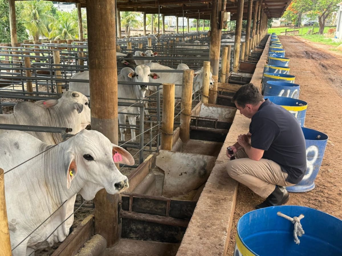 Nelore cattle grazing in Brazilian feedlot during methane reduction feeding trial