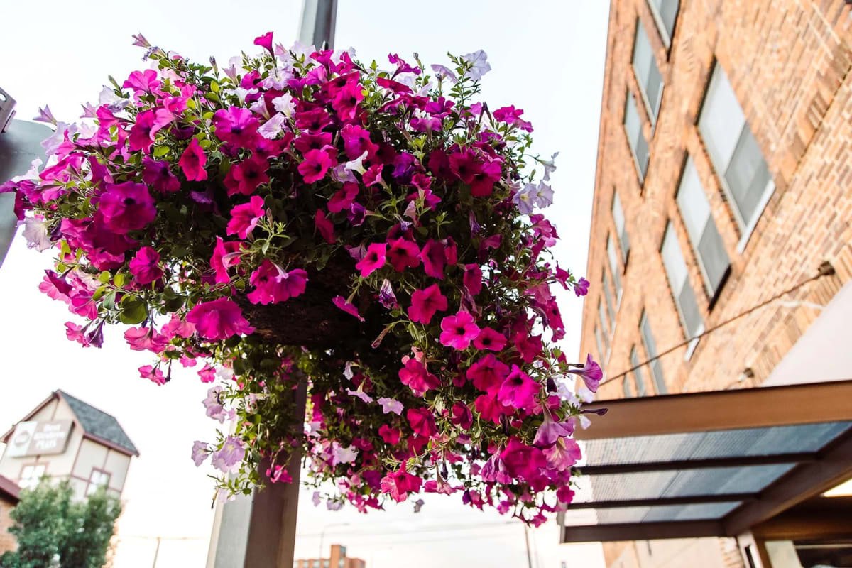 Colorful hanging flower baskets lining a downtown street with volunteers on ladders installing them