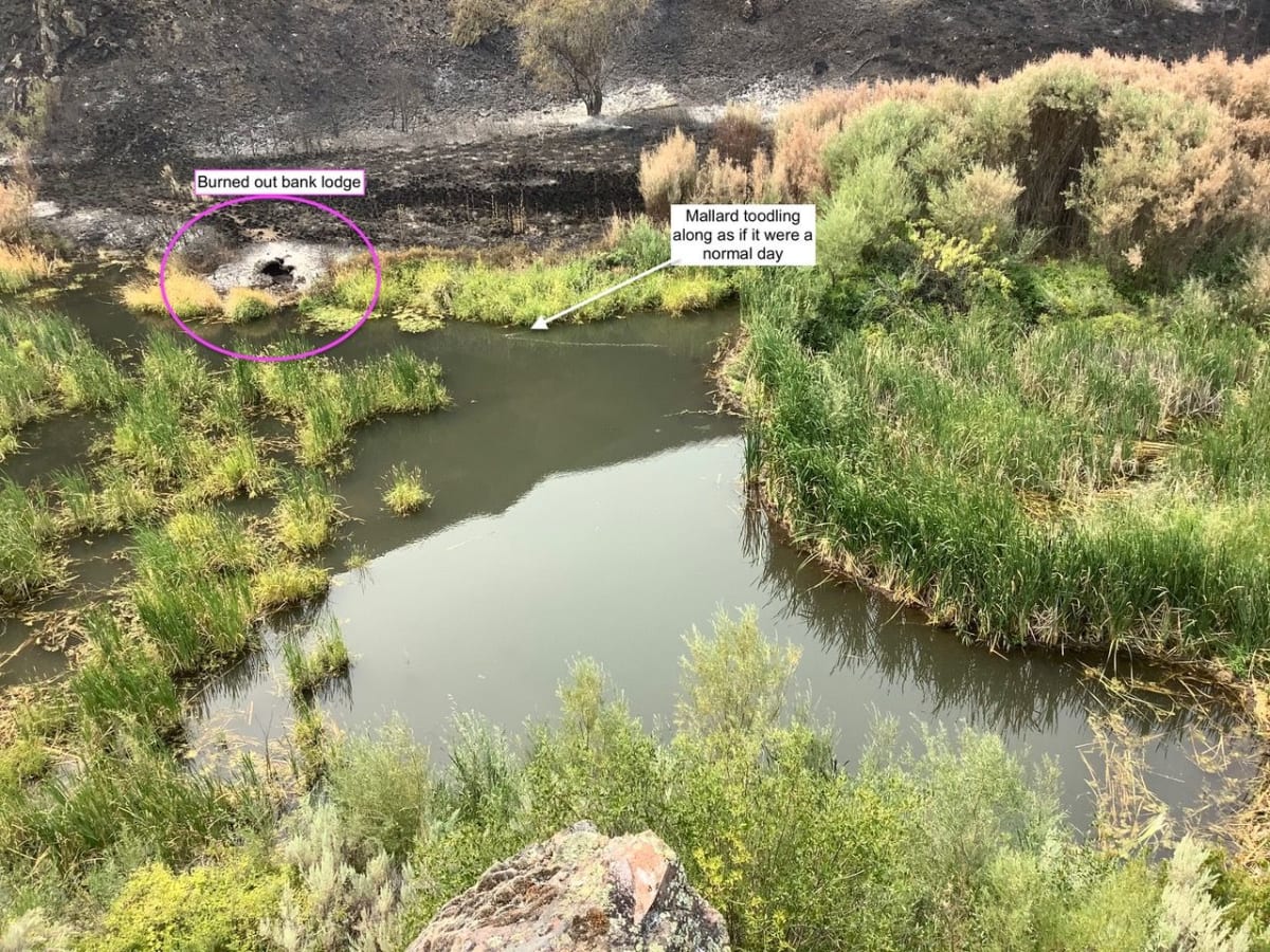Oregon Volunteers Restore Beaver Habitats After Wildfires