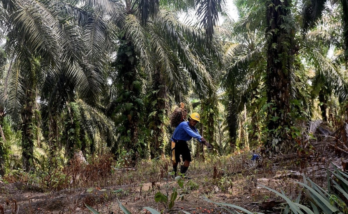 Palm Oil Waste Now Powers Clean Energy in Malaysia