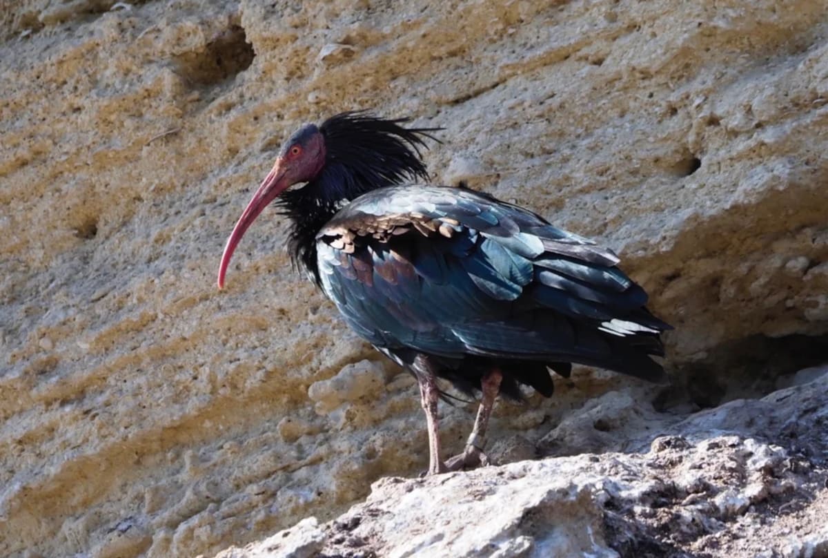 Spain's Rare Ibis Population Soars Past 50 Breeding Pairs - Image 3