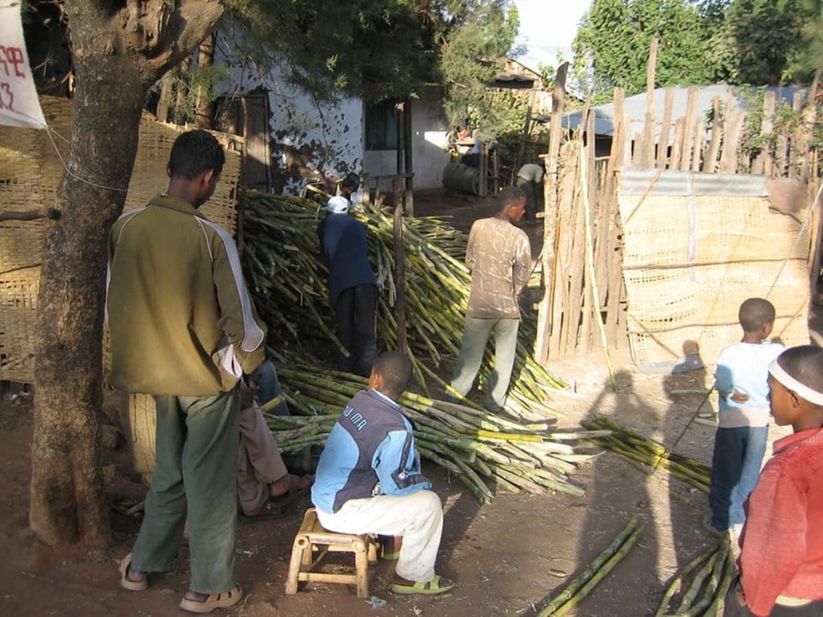 Ethiopia's Bamboo Industry Creates Thousands of Green Jobs