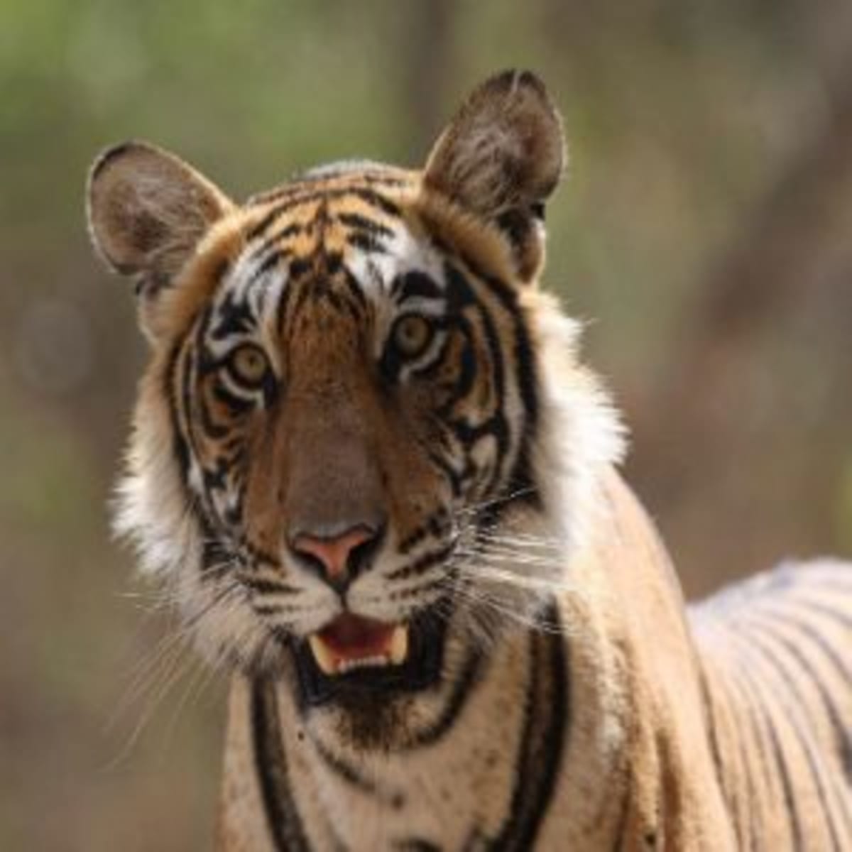 Simple Garden Changes Help Save Endangered Wildlife at Home - Image 4