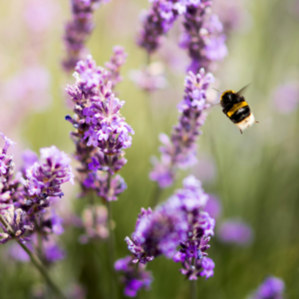 Simple Garden Changes Help Save Endangered Wildlife at Home - Image 3