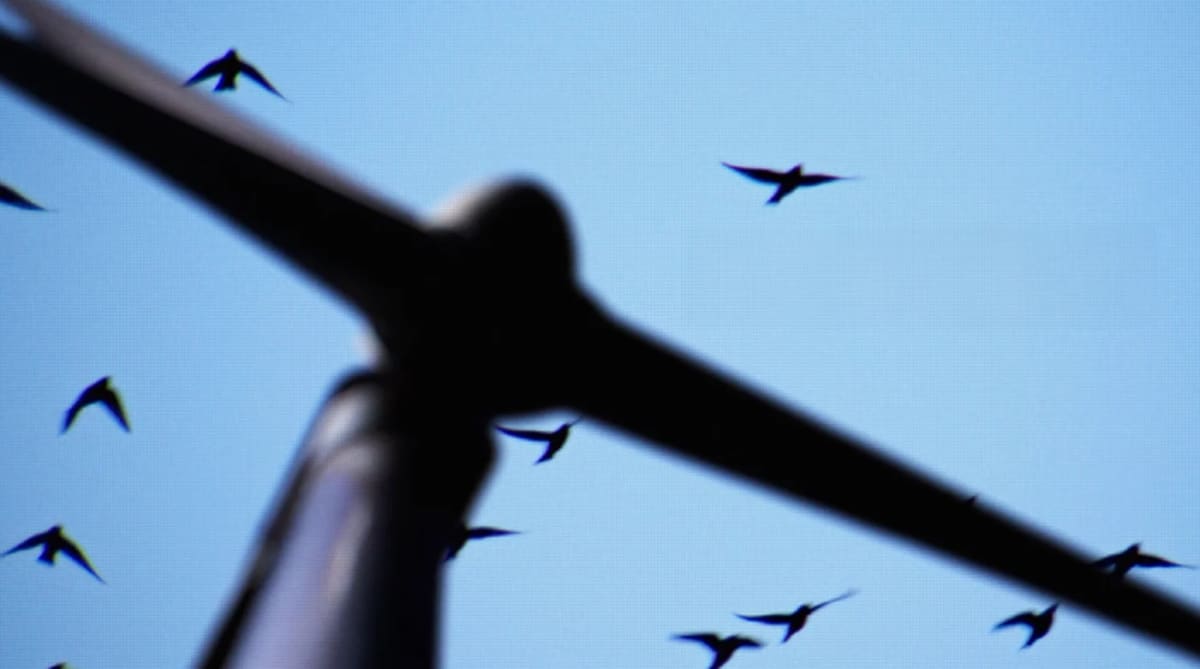 AI Cameras Help Wind Farms Save Birds With 95% Accuracy