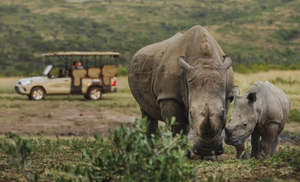 Safari Guests Fund 52% Drop in Rhino Poaching