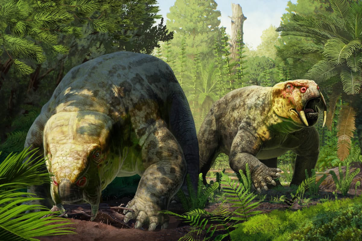 Ancient fossilized skeleton of herbivorous Dinodontosaurus displayed in museum collection from Tanzania expedition