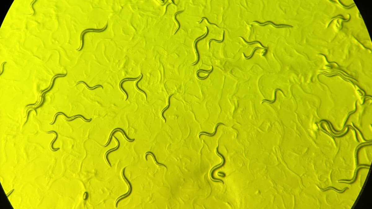 Microscopic C. elegans nematode worms in laboratory petri dish used for genetic disease research