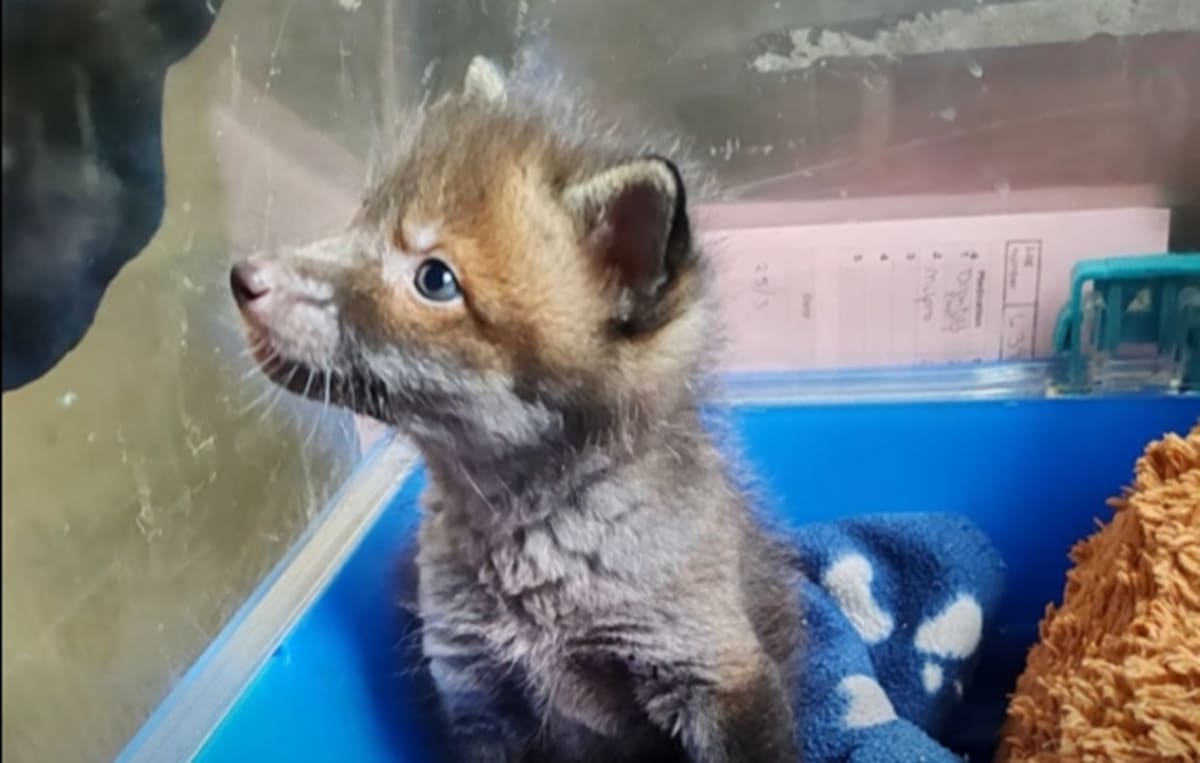 Orphaned Fox Cub Nemo Thrives After Rescue Near Burnham - Image 2