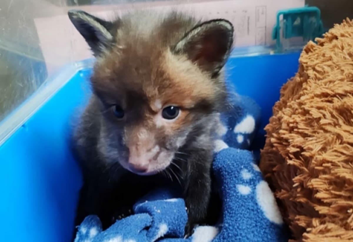 Young orphaned fox cub Nemo exploring his enclosure at Secret World Wildlife Rescue center