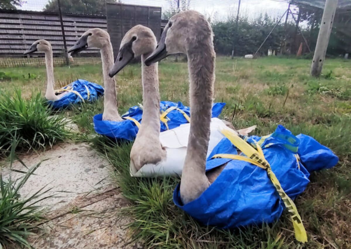 Seven Swans Reunited With Parents After Road Rescue - Image 2