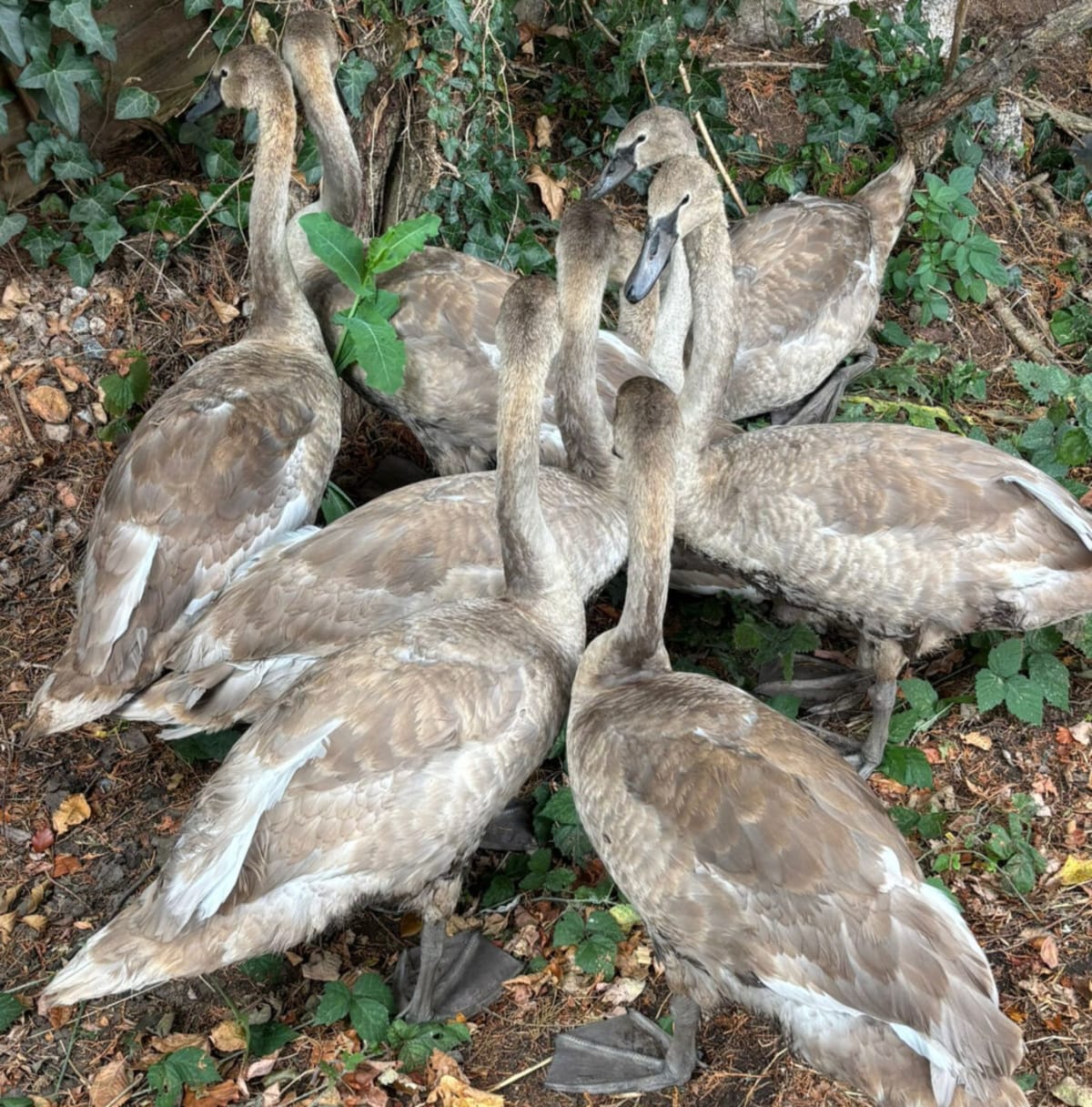 Seven Swans Reunited With Parents After Road Rescue - Image 4