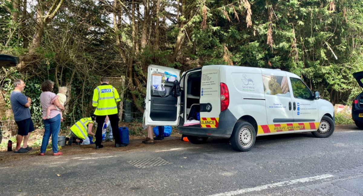 Seven Swans Reunited With Parents After Road Rescue - Image 3