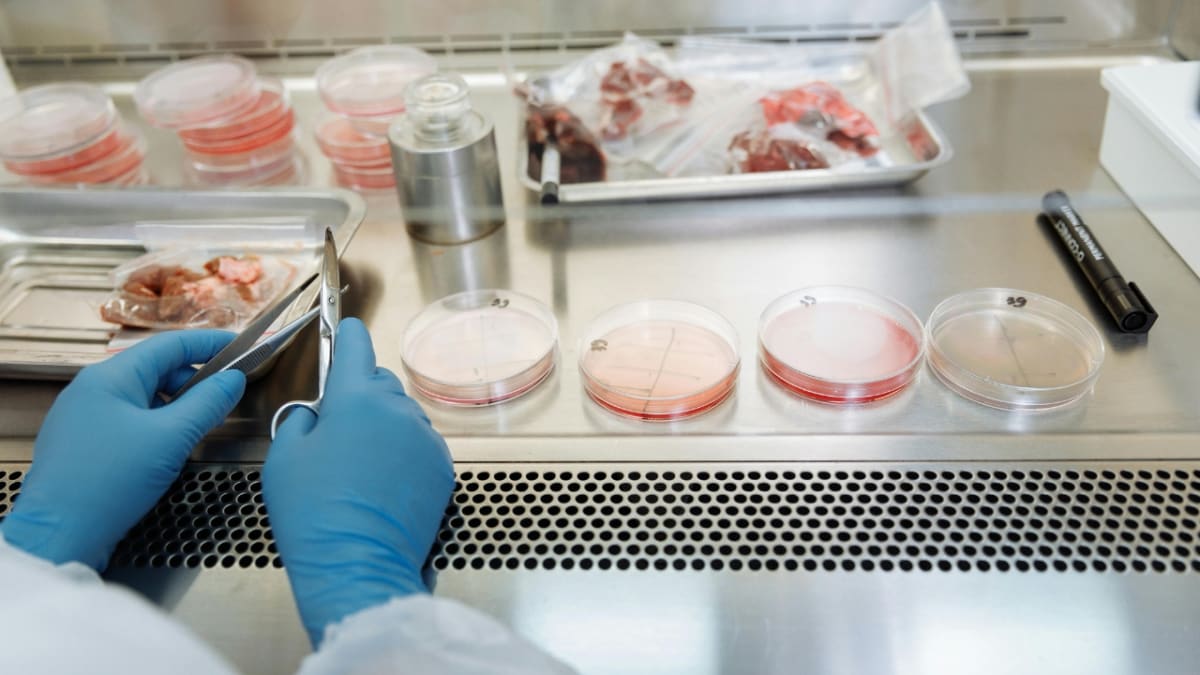 South Africa Cuts Lab-Grown Meat Costs With New Discovery