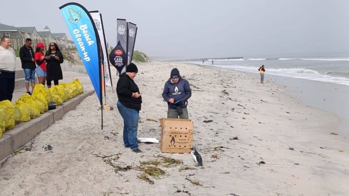 Lost Penguin Rescued at Cape Town Beach Cleanup