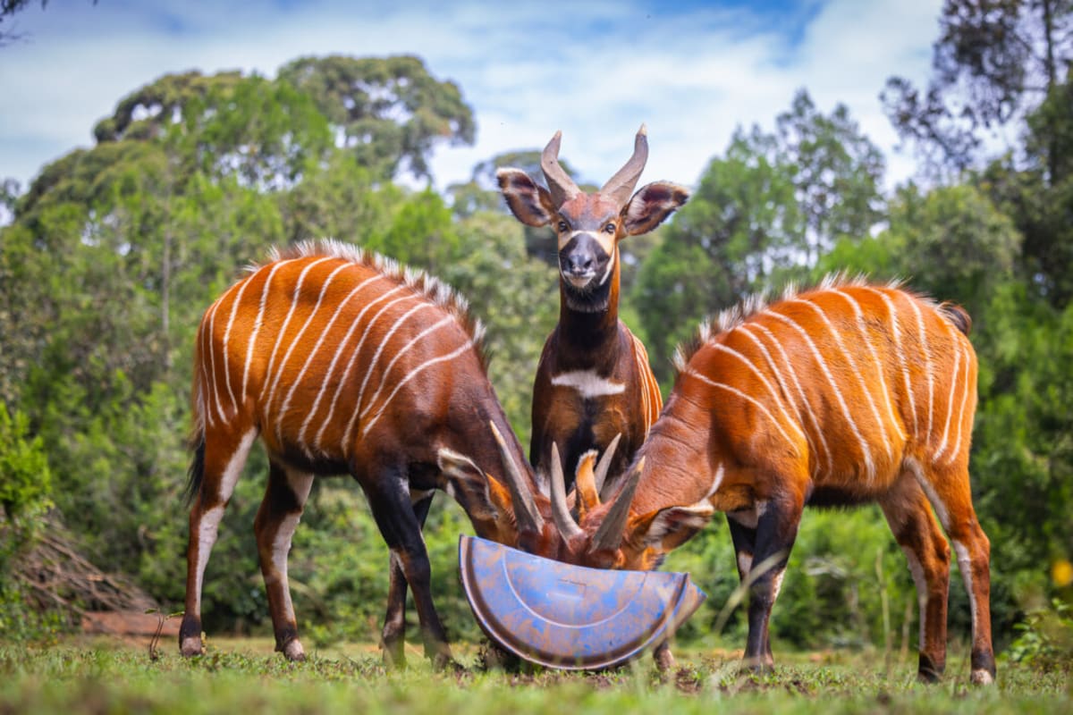 Kenya Saves Rare Mountain Bongo With Photos & Czech Rescue - Image 2