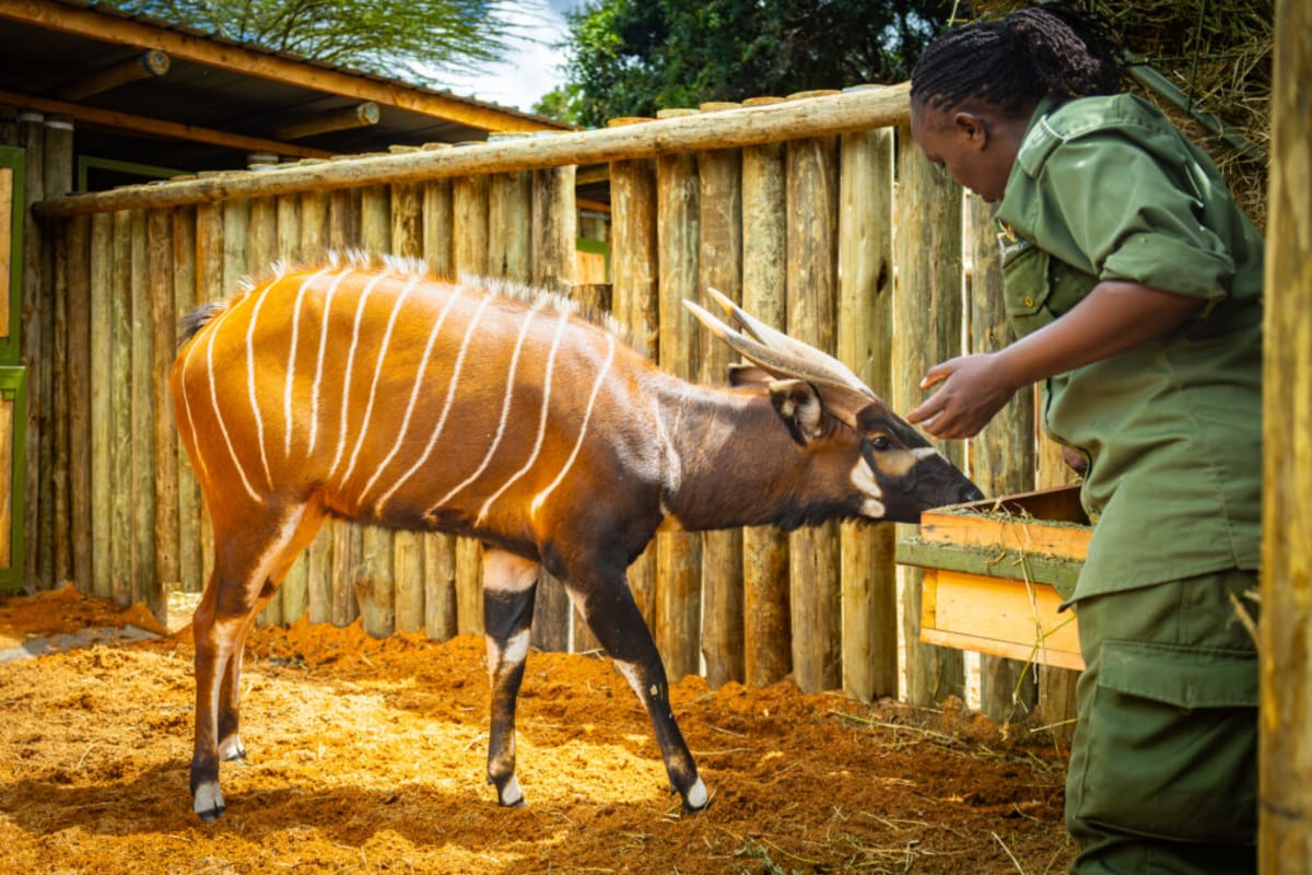 Kenya Saves Rare Mountain Bongo With Photos & Czech Rescue - Image 4