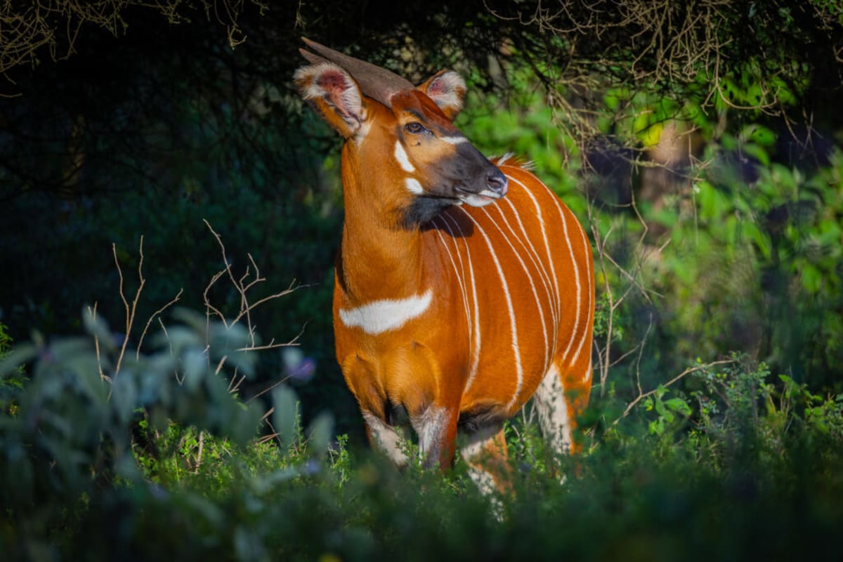 Kenya Saves Rare Mountain Bongo With Photos & Czech Rescue - Image 3