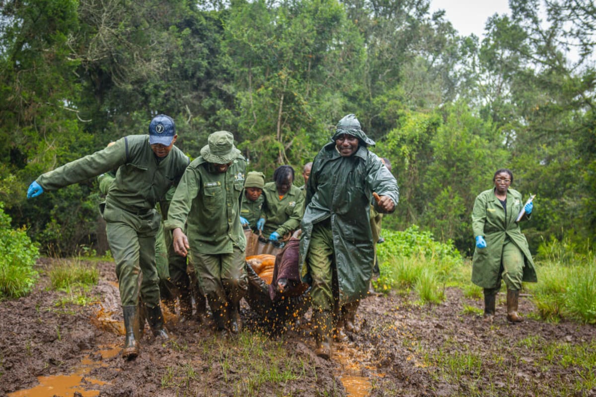 Kenya Saves Rare Mountain Bongo With Photos & Czech Rescue - Image 5