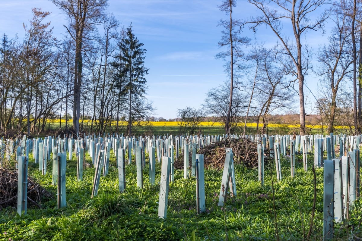 Scientists Map Path to Remove CO2 From Atmosphere