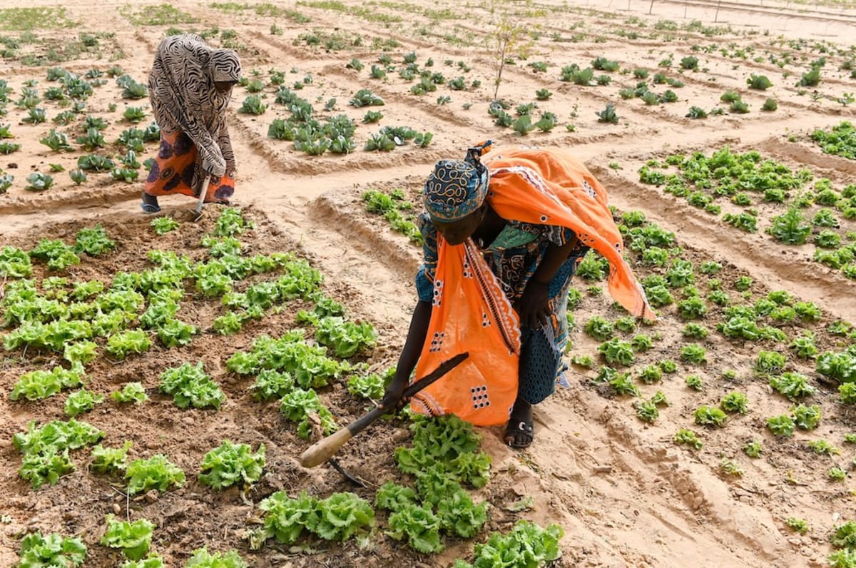 Bank Accounts Help 25,000 African Women Weather Climate Shocks - Image 3