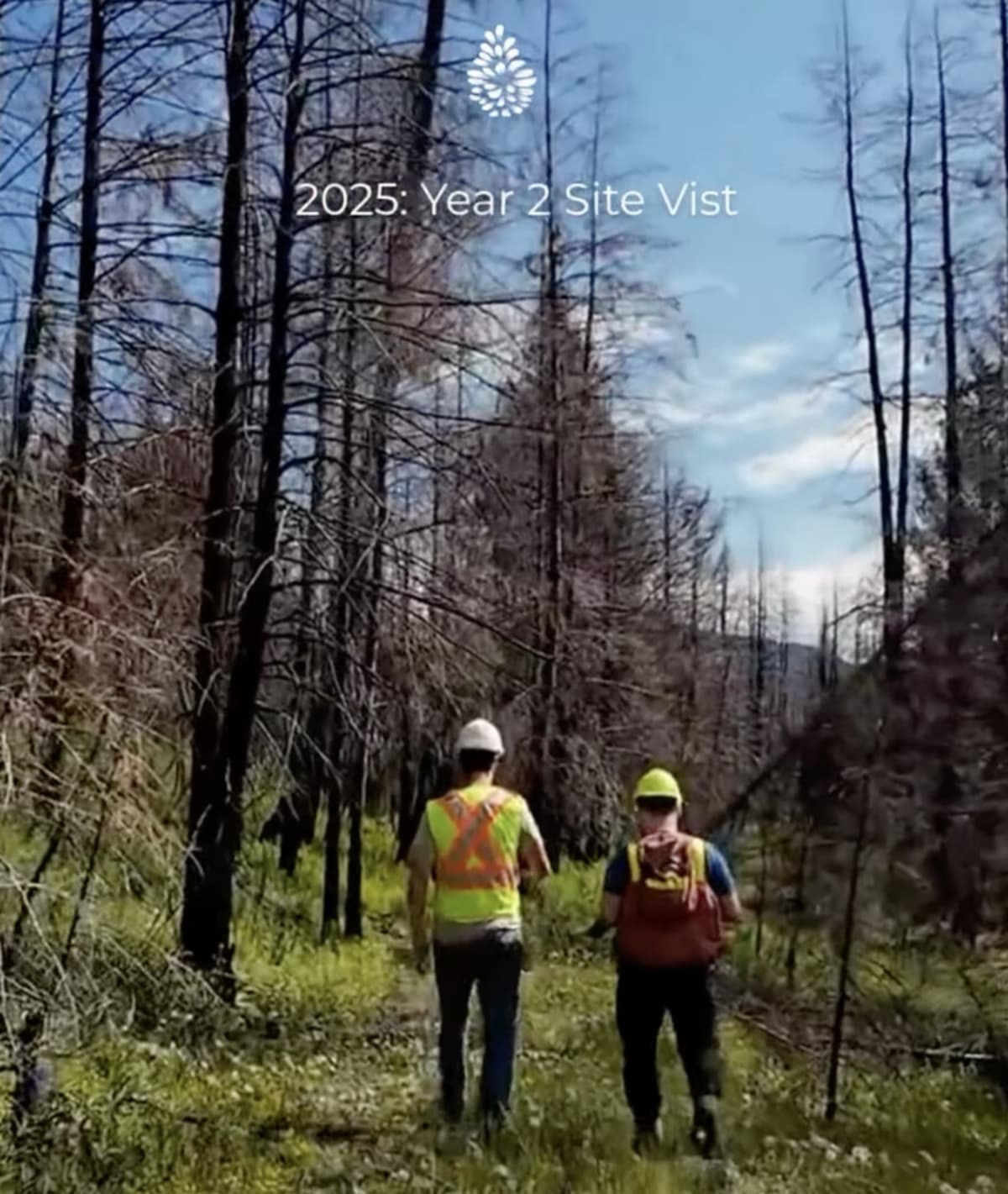 Forest landscape in British Columbia's Ashnola region showing recovery and new growth after wildfire