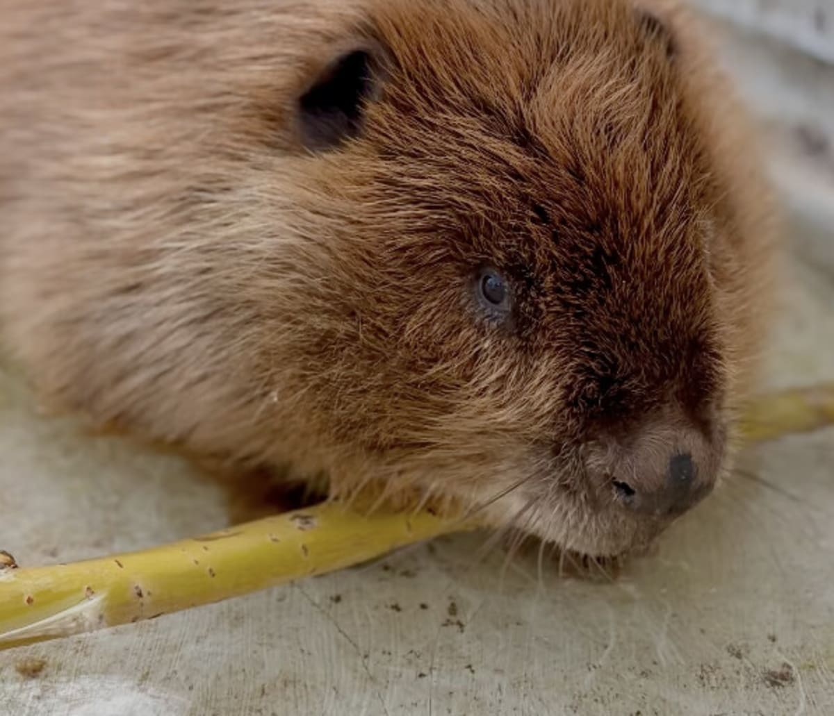 Young beaver receiving care at Interior Wildlife Rehabilitation Society in Summerland, British Columbia