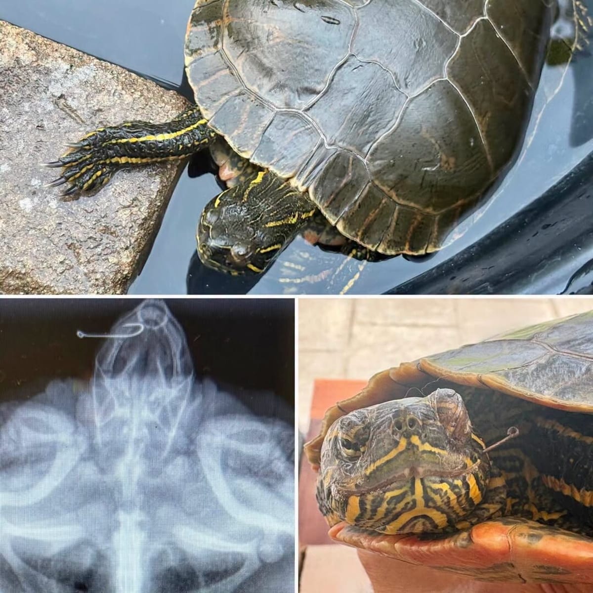 Veterinarian examining Western Painted Turtle with fishhook injury during emergency rescue surgery