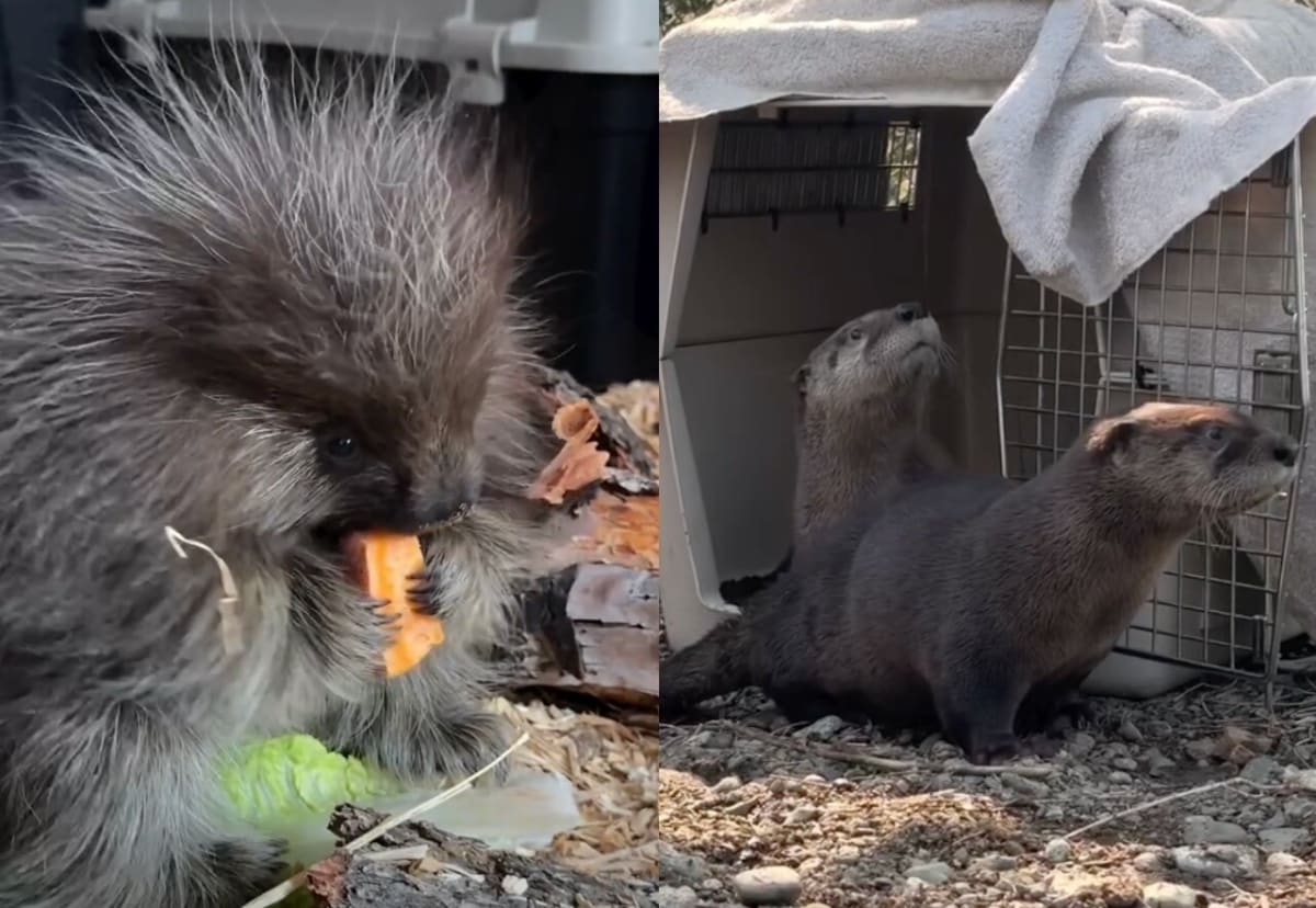 Porcupine and river otters recovering at BC Wildlife Park rehabilitation facility in Kamloops