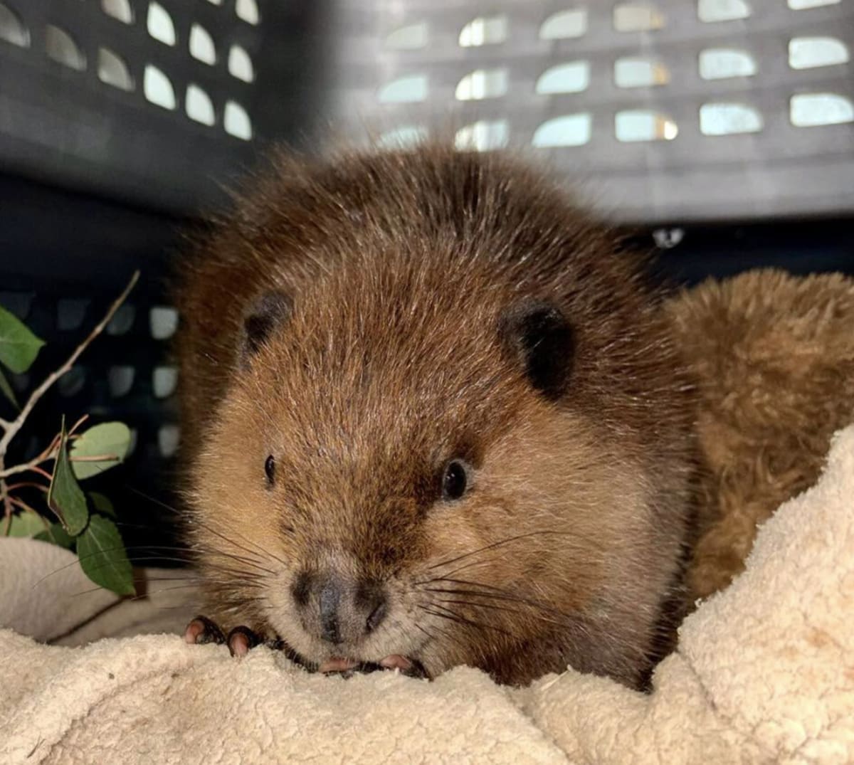 Beaver kit Poppy with plush toy at Interior Wildlife Rehabilitation Society during facility rebuild