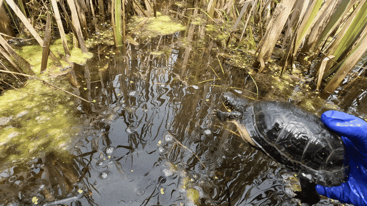 13-Year-Old Turtle Lays 8 Eggs in Conservation Win - Image 4
