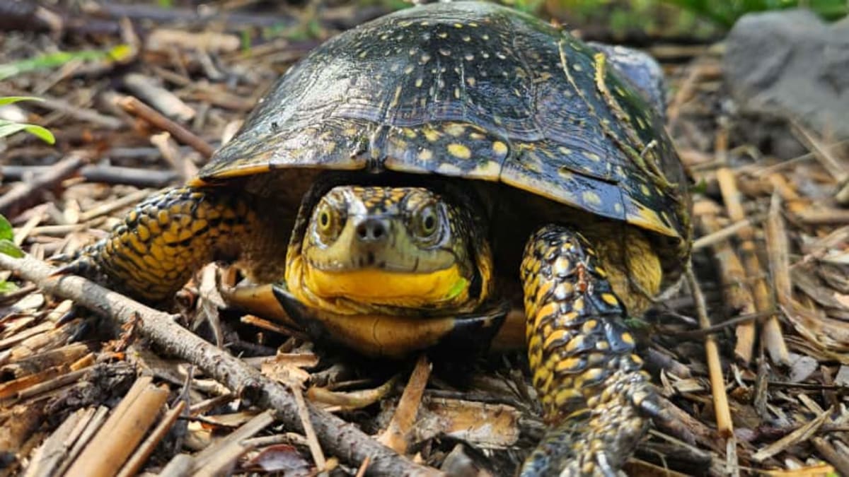 13-Year-Old Turtle Lays 8 Eggs in Conservation Win - Image 5