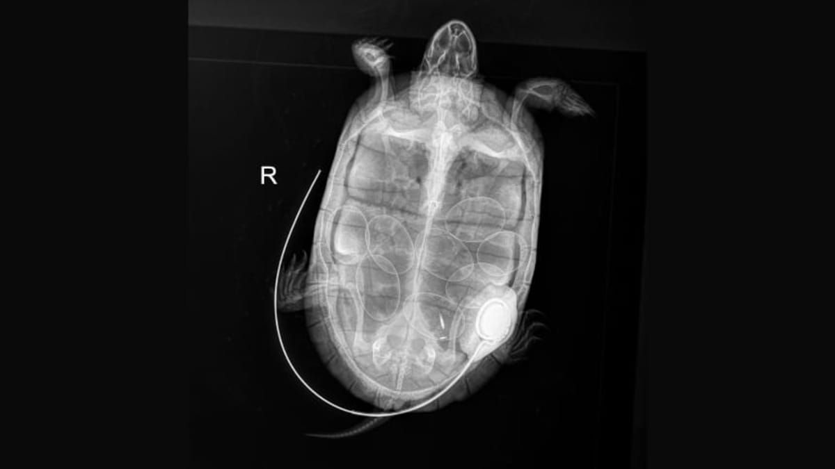 13-Year-Old Turtle Lays 8 Eggs in Conservation Win - Image 3