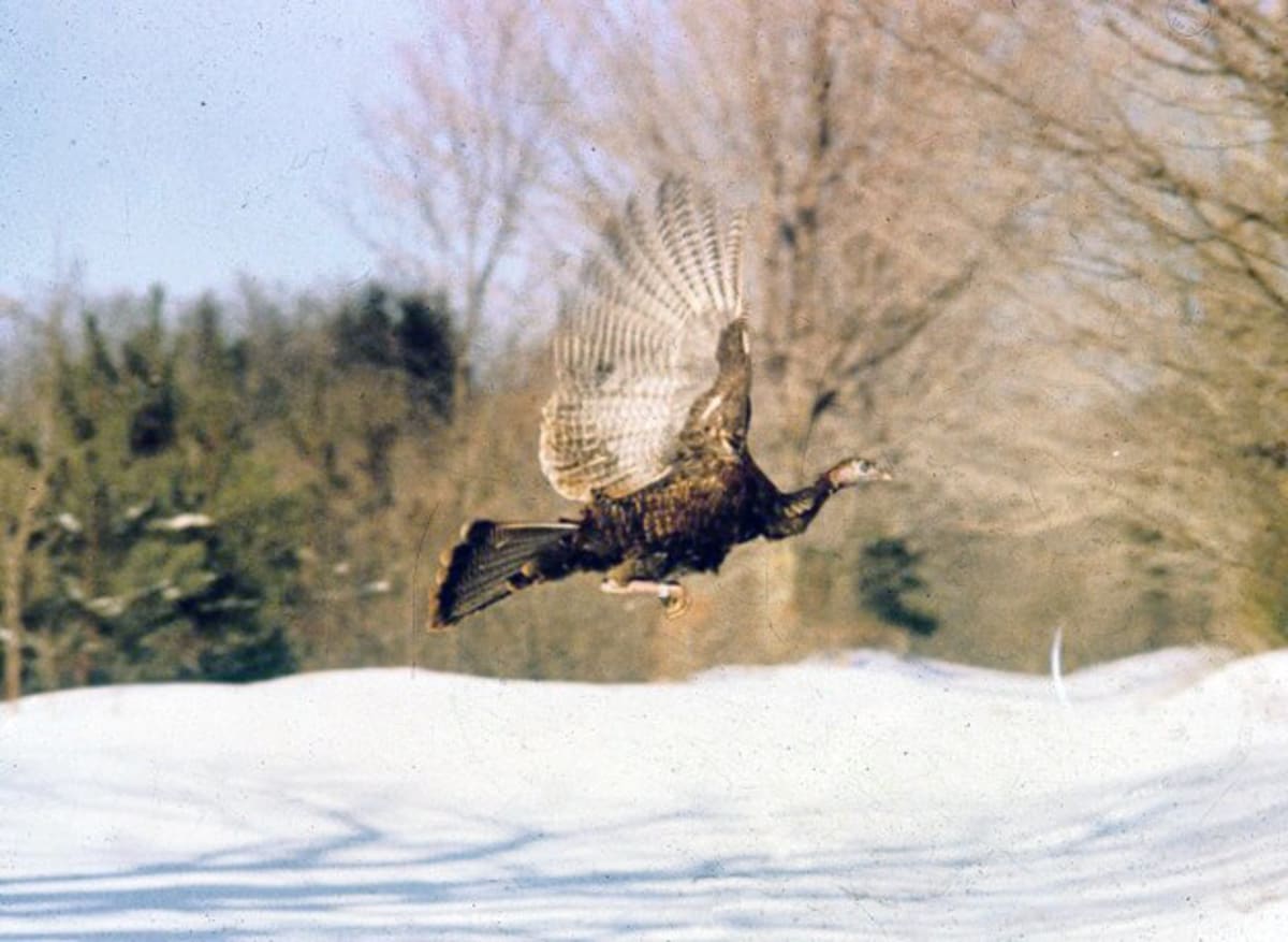 Vermont Rebuilds Wild Turkey Population From Just 17 Birds