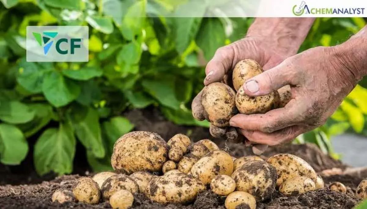 Potato field with farming equipment, representing sustainable agriculture practices for food production
