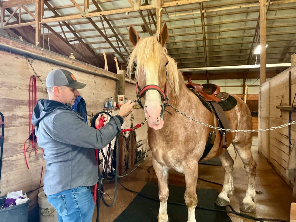 Man tying up horse at ranch while helping people in addiction recovery find work