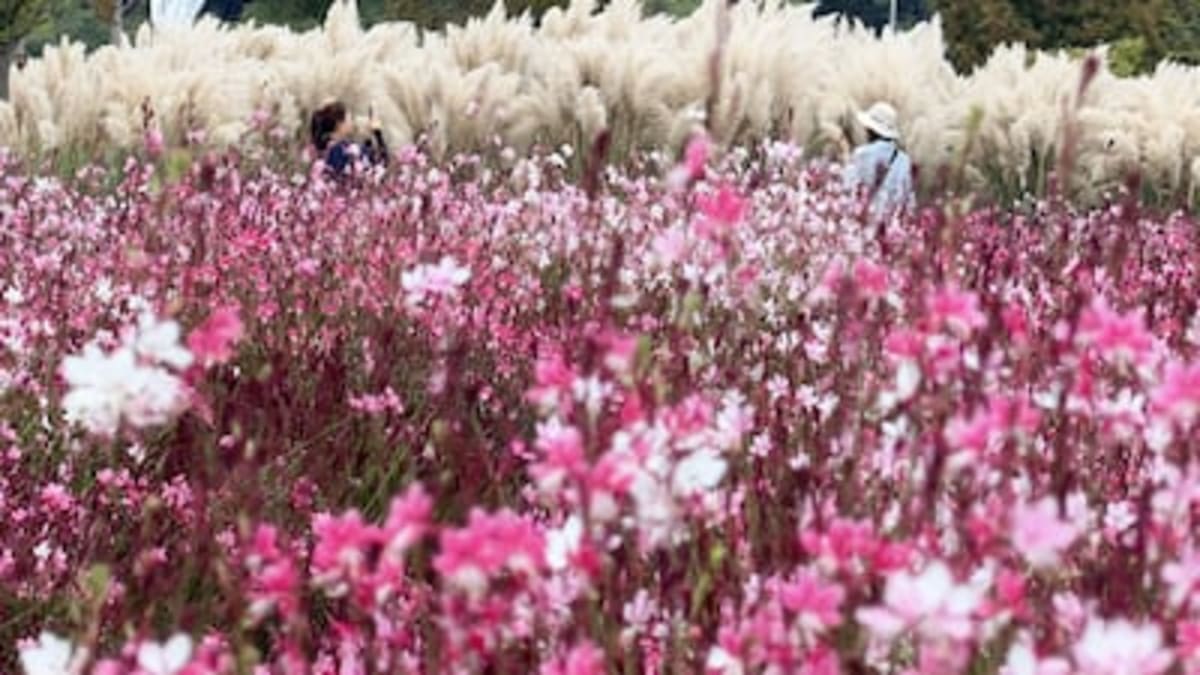 South Korea Frees Researchers to Launch Their Own Startups - Image 5