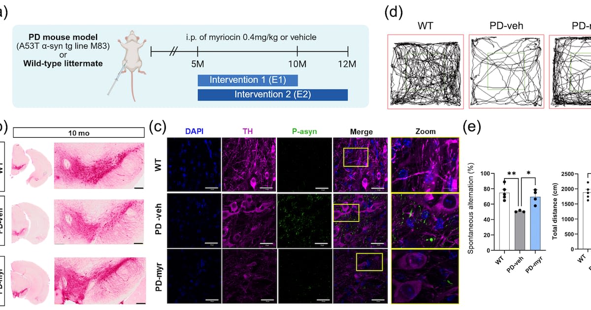 Korean Scientists Slow Parkinson's Disease in Mice